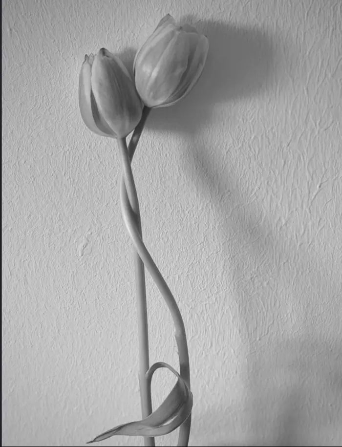 The Tulip Couple - două lalele împletite pe un perete texturat, un studiu simbolic despre relații.
